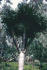 Dragon Tree