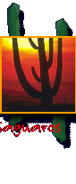 Saguaros