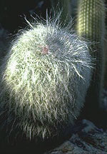 Old Man Cactus