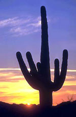 Saguaro