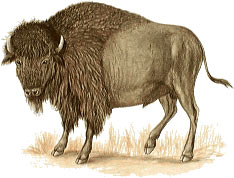 Bison