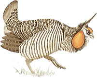 Greater Prairie Chicken