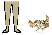 Size of Greater Prairie Chicken