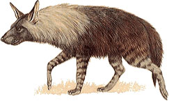 Brown Hyena