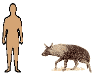 Size of Brown Hyena