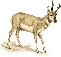 Pronghorn