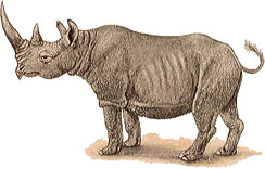 Black Rhinoceros