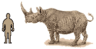 Size of Black Rhinoceros