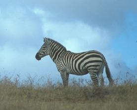 Zebra