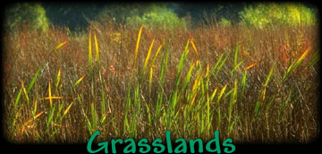 Grasslands