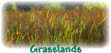 Grasslands