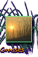 Grasses
