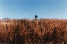 Oceans of Grass