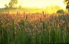 Prairie Blazingstar