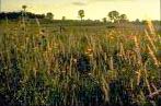 Prairie