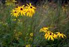 Sweet Coneflower