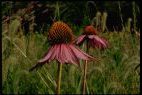Purple Coneflower