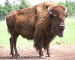 Bison