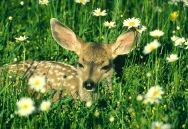 Fawn