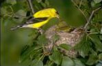 Goldfinch