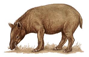 Brazilian Tapir
