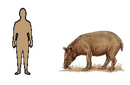 Size of Brazilian Tapir