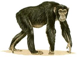 Chimpanzee