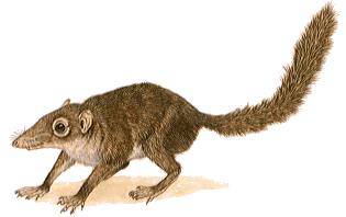 Common Tree Shrew