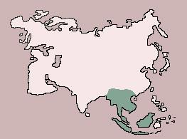 Range of Common Tree Shrew