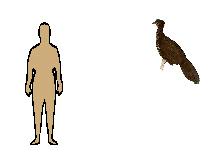 Size of Crested Guan