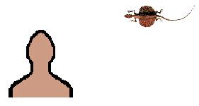 Size of Flying Dragon