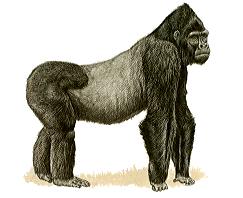 Gorilla