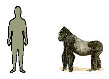 Size of Gorilla
