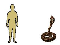 Size of Indian Cobra