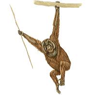 Orangutan
