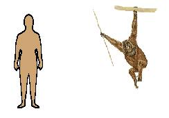 Size of Orangutan