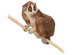 Slow Loris