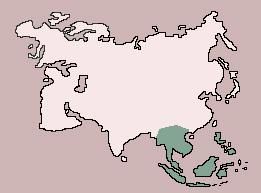 Range of Slow Loris