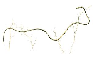 Vine Snake