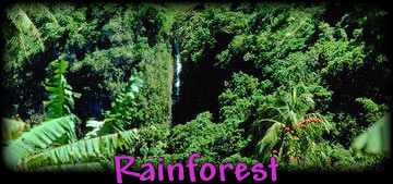 Rainforest