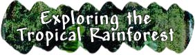 Exploring the Tropical Rainforest