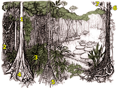 Diagram of Plant Adaptations