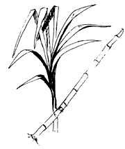 Sugar Cane