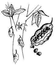 Cacao