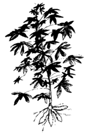 Cassava