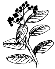 Allspice