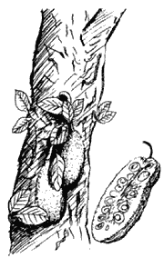 Jackfruit