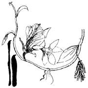 Vanilla
