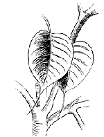 Sacred Fig
