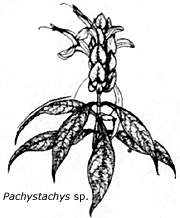 Pachystachys sp.